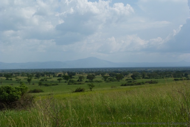 La savane est bien verte, la saison des pluies a tardé cette année