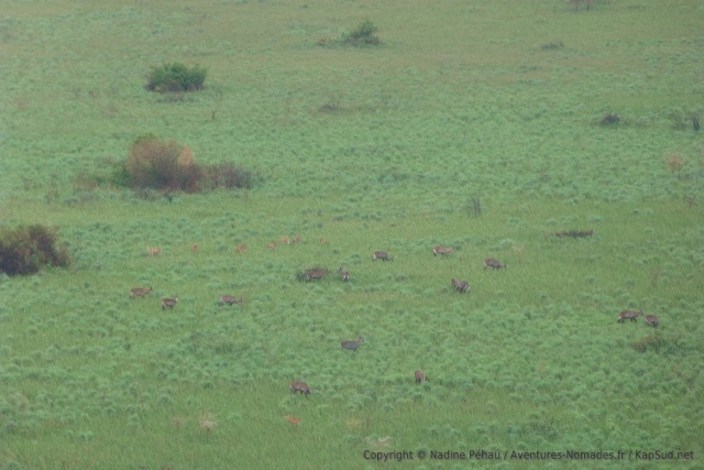Au fond du cratère, cobes et waterbucks profitent de cette herbe abondante