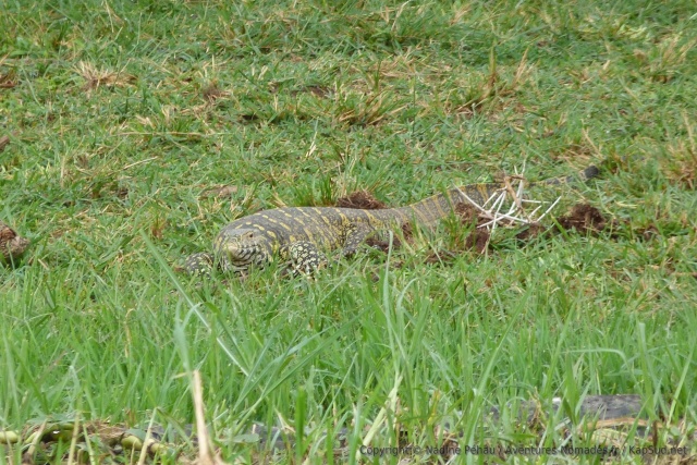 Un varan du Nil, bien costaud