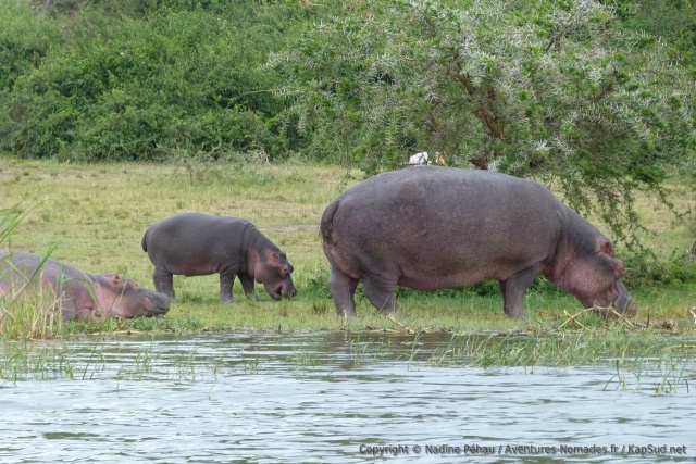 Une maman hippopotame est de sortie avec son petit