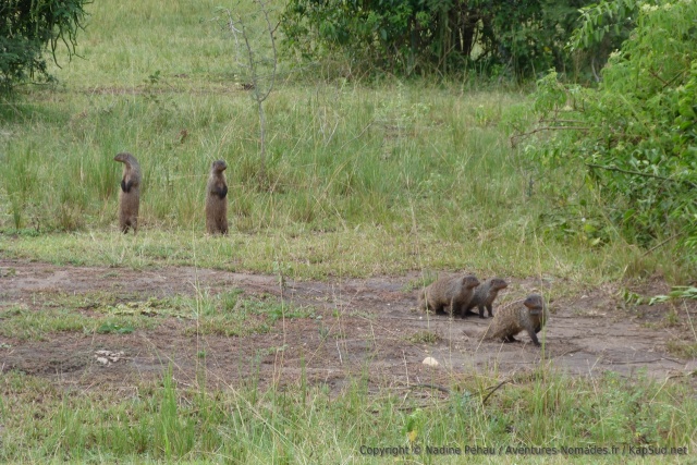 Une bande de mangoustes part en goguette