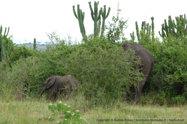 Les éléphants se dissimilent très facilement derrière les arbustes