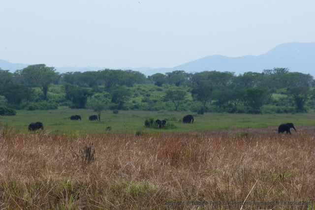 Les rangers nous avaient dit qu'on verraient de très gros éléphants sur cette piste