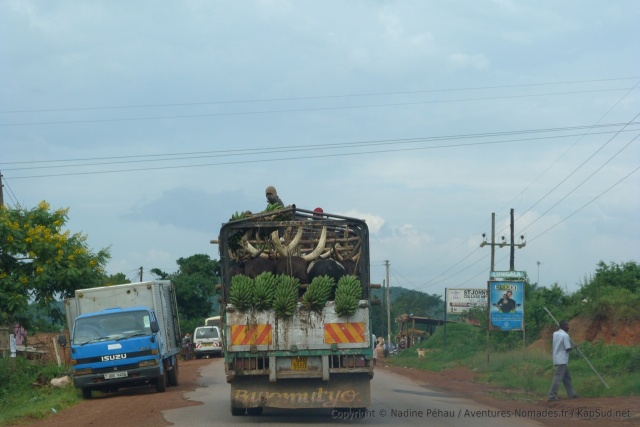 Transport mixte : matokes + vaches Ankole