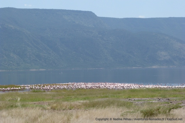 Ainsi rassemblés, les flamands forment une tâche de couleur au rose éclatant parmi le paysage plutôt minéral
