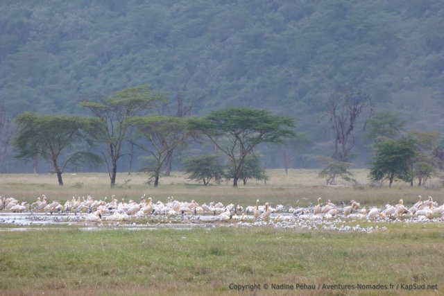 Le lac Nakuru est très riche en oiseaux de toute sorte
