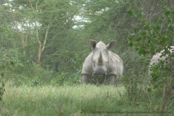 Soudain, un beau rhinocéros blanc nous fait face