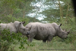 Le rhinocéros blanc est plutôt sociable, donc on l'aperçoit souvent en petit groupe