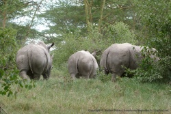 Notre petit groupe de rhinos est un peu agité