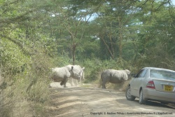 En fait, les rhinos voulaient passer de l'autre côté et pas question de les contrarier