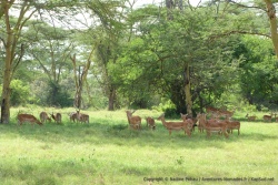 Un joli groupe d'impalas