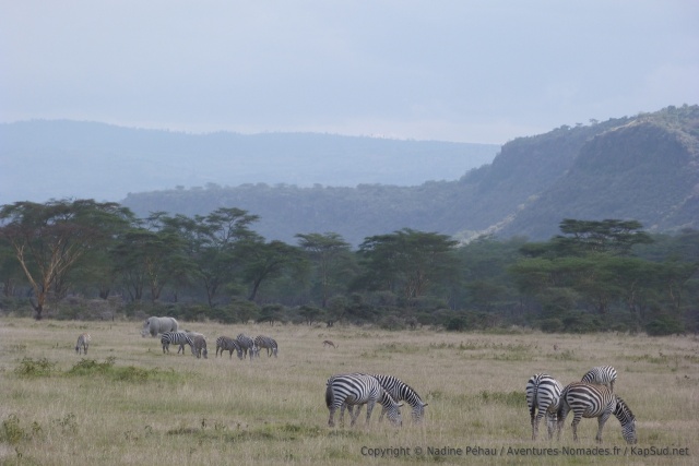 Il n'est pas rare de rencontrer des rhinocéros parmi d'autres herbivores comme ici des zèbres