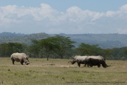 Le petit groupe de rhinocéros ne prête aucune attention au flot constant de visiteurs