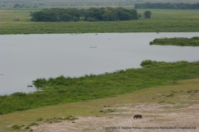 Un hippopotame en retard sur sa sortie nocturne