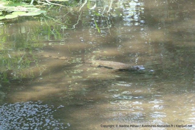 Quelques centimètres d'eau et quand même un croco à l'affût