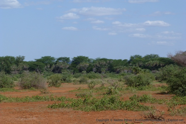 Une rangée de palmiers doums puis une rangée de grands arbres cachent la rivière Tsavo