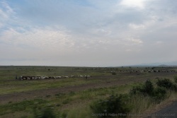 Après les paysages verdoyants et les cultures, nous abordons la savane plus aride parcourue par les troupeaux de bétail
