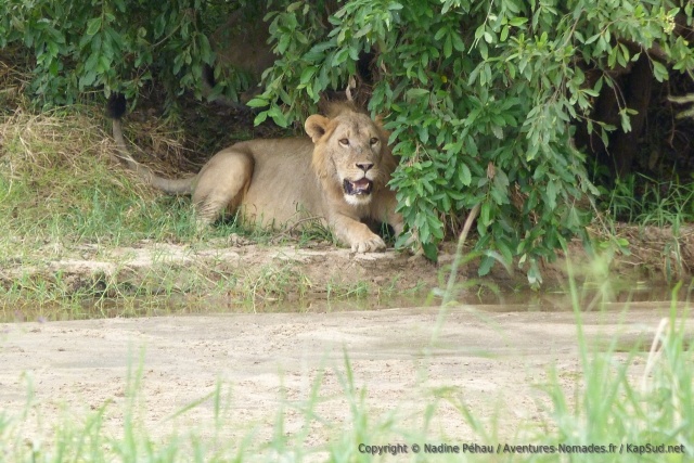 Filalement, le jeune lion décide de s'installer à l'abri pour mieux nous observer
