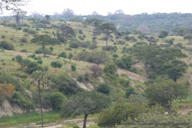 En face de nous, les éléphants arpentent les montagnes pour trouver leur nourriture