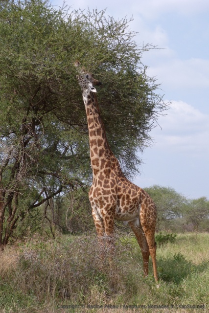 Tendus au maximum, la girafe tente d'atteindre ses feuilles préferrées