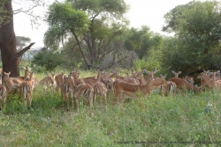 Un bon petit troupeau d'impalas se rassemble dans la forêt