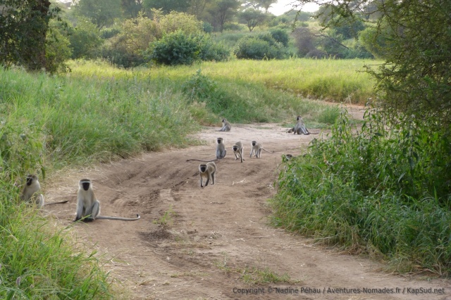 Un clan de petits singes vervets squattent la piste