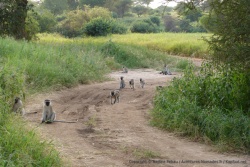 Un clan de petits singes vervets squattent la piste