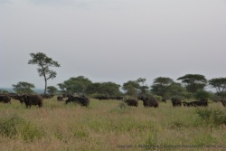 Le grand troupeau de buffles a bien progressé et ne va pas tarder à atteindre la rivière