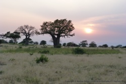 Les paysages du tarangire sont superbes, en particulier quand le soleil va se coucher