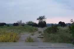 Comme souvent dans ce parc, les éléphants nous barrent le chemin