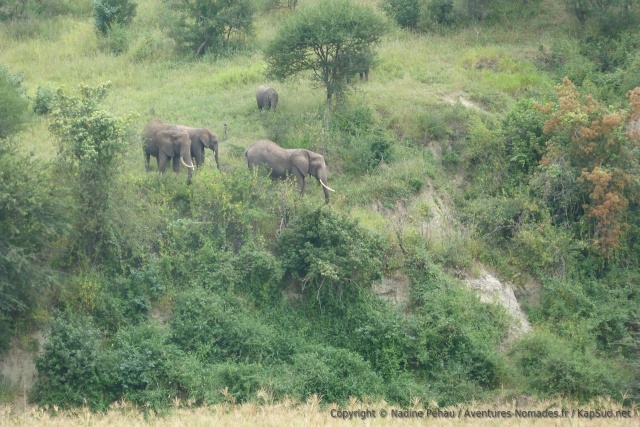 Les éléphants descendent les collines pour retrouver la rivière
