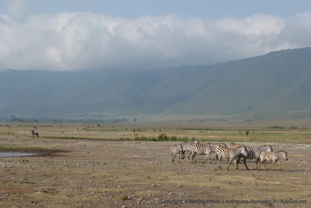 D'entrée le cratère de Ngorongoro tient toutes ses promesses avec des animaux absolument partout
