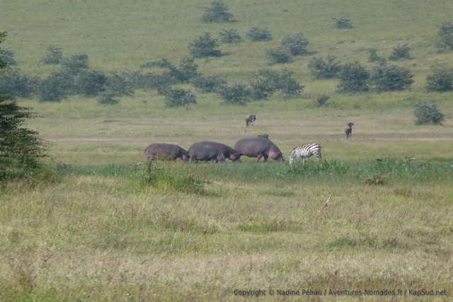 Marrant de voir des hippopotames en train de brouter avec des zèbres