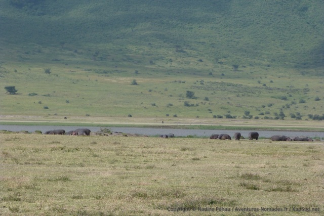 Tous les hippopotames sont de sortie, ce n'est pas un spectacle courant