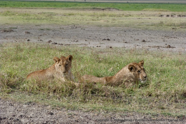 Voici l'objet de tant de fébrilité chez les herbivores alentours, deux lions au bord de la piste