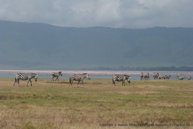 Toutes les combinaisons sont envisageables, cette fois-ci, zèbres et flamants roses