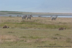 Finalement, ces hyènes ne doivent pas être en chasse car les zèbres leur prête à peine attention