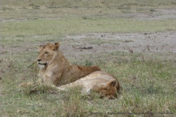 Nos 2 jeunes lions du début de matinée, n'ont pas bougé d'un pouce
