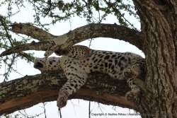 Plus loin, un léopard dans une position incroyable