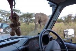 Ce coup-ci ça va passer très très prés, mais cet éléphant a plutôt l'air de bonne humeur