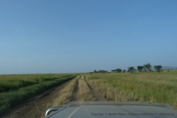 Tout à coup, plus un seul animal, juste lun magnifique paysage exemplaire des plaines duSerengeti