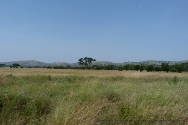 Les collines au relief arrondi se marient très bien avec l'herbe blonde ondulant dans la savane