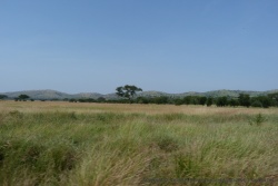 Les collines au relief arrondi se marient très bien avec l'herbe blonde ondulant dans la savane