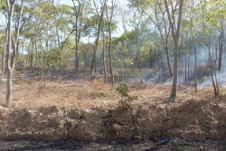 En approchant de Mpanda, les feux font leur apparition dans la forêt