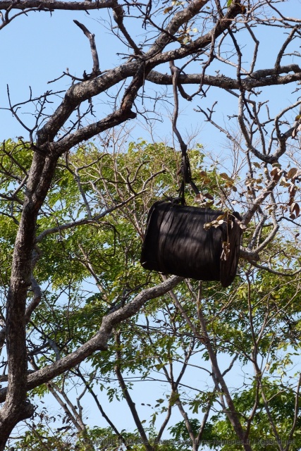 On voit souvent ce genre de chose dans les arbres, il s'agit de ruches