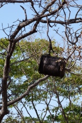 On voit souvent ce genre de chose dans les arbres, il s'agit de ruches