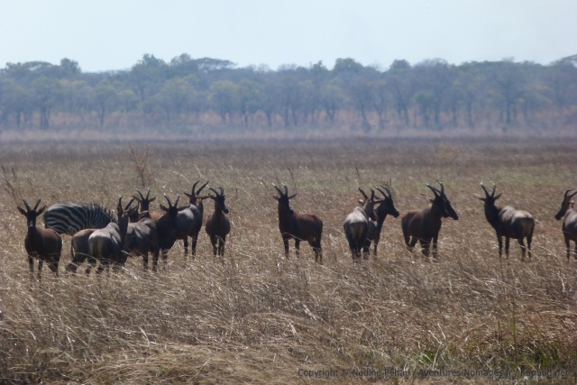 Les couleurs des animaux de la terre et des herbes se confondent par endroit