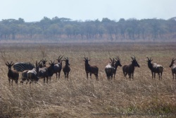 Les couleurs des animaux de la terre et des herbes se confondent par endroit