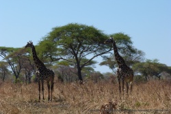 Un beau couple de girafes