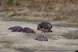 Le bébé hippopotame est vraiment tout petit par rapport à ses énormes congénères
